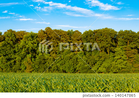 Forest ecosystem and healthy environment. Green nature. Tree growing in lush forest. Nature landscape. Landscape with forest in summer. Wild nature. Forest in summer nature Forest ecosystem and healthy environment. Green nature. Tree growing in lush forest. Nature landscape. Landscape with forest in summer. Wild nature. Forest in summer nature 140147865