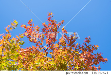 Seasonal leaves on tree. Natural autumn leaves. Autumn beauty of nature. Fall season nature. Fall leaves of maple tree. Autumn tree. Nature in fall season. Autumnal sunny day. Harvest season Seasonal leaves on tree. Natural autumn leaves. Autumn beauty of nature. Fall season nature. Fall leaves of maple tree. Autumn tree. Nature in fall season. Autumnal sunny day. Harvest season 140147871