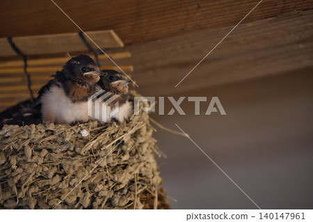 Swallow chicks waiting for their parents (18) Swallow chicks waiting for their parents (18) 140147961