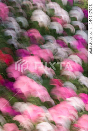 Dreamlike Pink Petunias in Motion Dreamlike Pink Petunias in Motion 140147998
