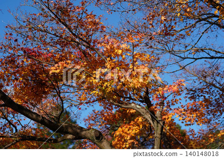 Autumn leaves of maple trees in the temple grounds of Kamitakano, northern Kyoto. Autumn leaves of maple trees in the temple grounds of Kamitakano, northern Kyoto. 140148018