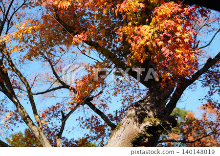 京都北部上高野寺院內楓樹的秋葉。 京都北部上高野寺院內楓樹的秋葉。 140148019