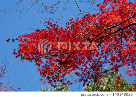 京都北部上高野寺院內楓樹的秋葉。 京都北部上高野寺院內楓樹的秋葉。 140148026