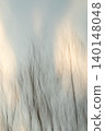 Abstract Bare Trees in Motion Against Soft Evening Sky 140148048