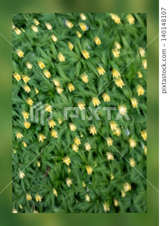 Dreamy Yellow Spring Wildflowers in Motion Dreamy Yellow Spring Wildflowers in Motion 140148107