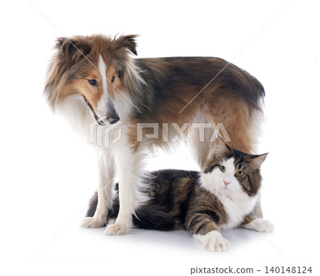 shetland dog ans maine coon cat shetland dog ans maine coon cat 140148124