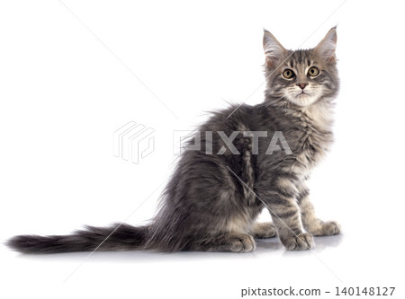 maine coon kitten maine coon kitten 140148127