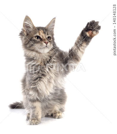maine coon kitten 140148128