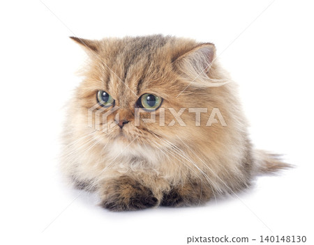 persian cat persian cat 140148130
