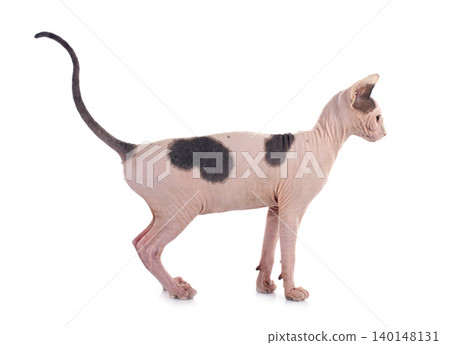 Sphynx Hairless Cat Sphynx Hairless Cat 140148131