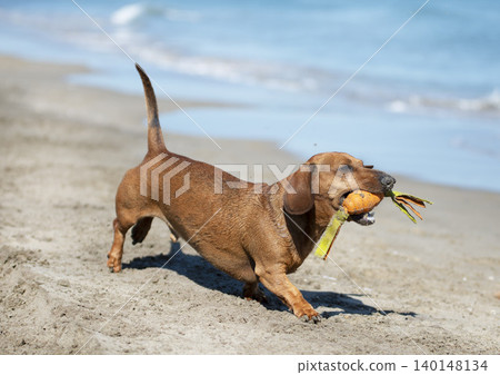 Dachshund and beach 140148134