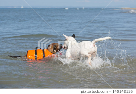 staffordshire bull terrier and bull terrier on the beach staffordshire bull terrier and bull terrier on the beach 140148136