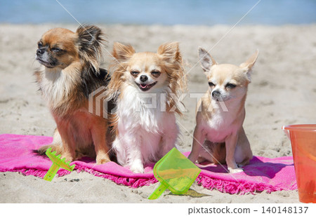 chihuahuas and beach 140148137