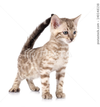 bengal kitten in studio 140148138