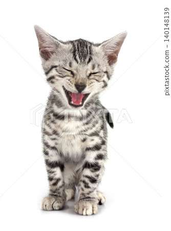 bengal kitten in studio bengal kitten in studio 140148139
