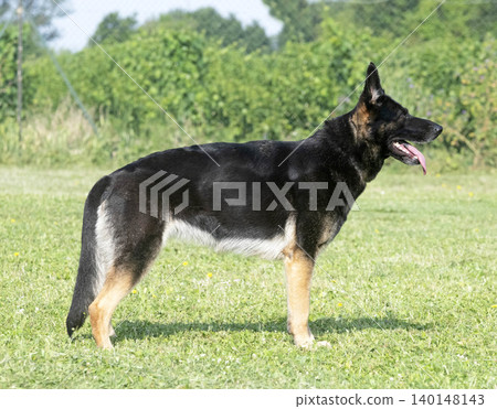 training of german shepherd 140148143