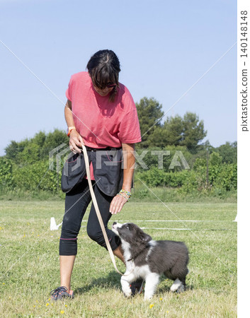 obedience training for puppy border collie obedience training for puppy border collie 140148148