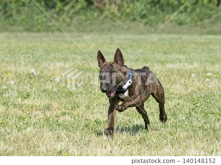 training of bull terrier training of bull terrier 140148152