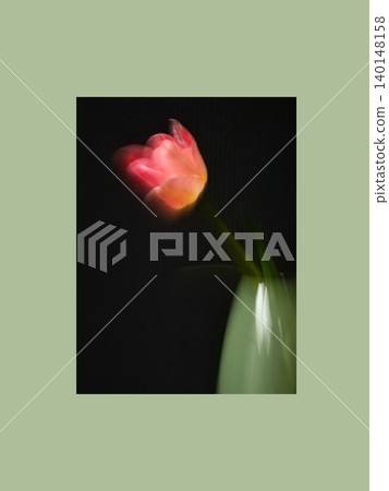 Dreamlike Pink Tulip on Dark Background Dreamlike Pink Tulip on Dark Background 140148158