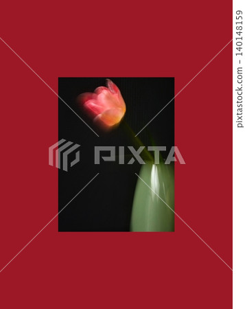 Dreamlike Pink Tulip on Dark Background 140148159