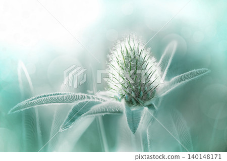 Beautiful clover flower on green background. Shallow depth of field. Close up. Nature.  140148171