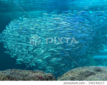 A school of sardines swimming together; a school of fish swimming in the ocean. A school of sardines swimming together; a school of fish swimming in the ocean. 140148217