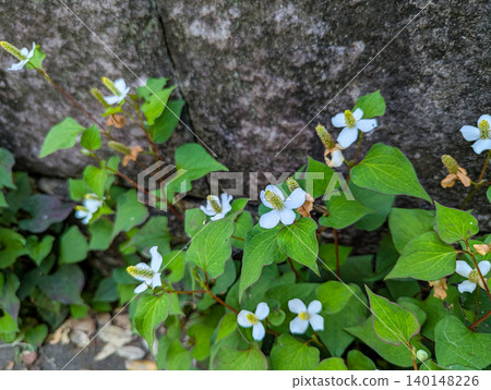 路邊盛開的魚腥草花:初夏野花盛開的景象。 路邊盛開的魚腥草花:初夏野花盛開的景象。 140148226