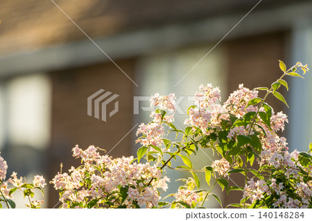 Pink flowering shrub blooming in golden sunlight with soft natural background 140148284