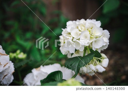 White hydrangea flower cluster blooming in garden with soft blurred background White hydrangea flower cluster blooming in garden with soft blurred background 140148300