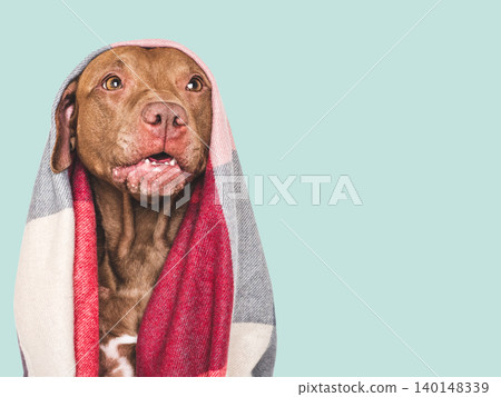 Brown dog wrapped in a cozy checkered wool blanket 140148339