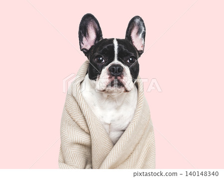 Sweet French Bulldog wrapped in a soft blanket Sweet French Bulldog wrapped in a soft blanket 140148340