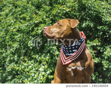 Patriotic brown dog and American flag Patriotic brown dog and American flag 140148404