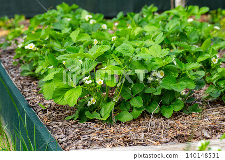 Strawberry flowers among lush green garden foliage 140148531