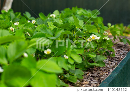 Healthy strawberry patch with blossoms in spring Healthy strawberry patch with blossoms in spring 140148532