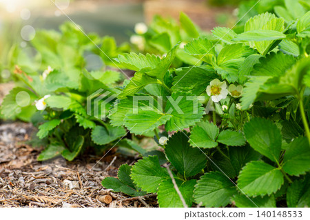 Flowering strawberry plants growing in a productive garden row Flowering strawberry plants growing in a productive garden row 140148533