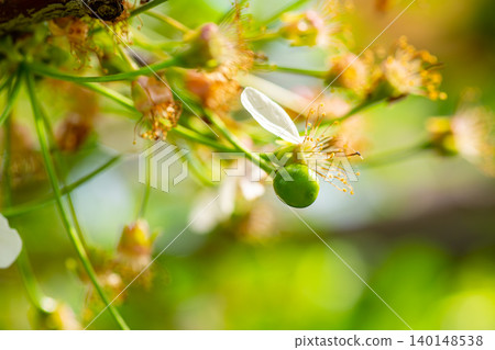 Young cherry fruit forming after spring blossom Young cherry fruit forming after spring blossom 140148538