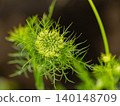 Carrot flowers 140148709