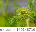 Carrot flowers 140148710