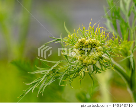 胡蘿蔔花 胡蘿蔔花 140148710