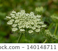 Carrot flowers 140148711