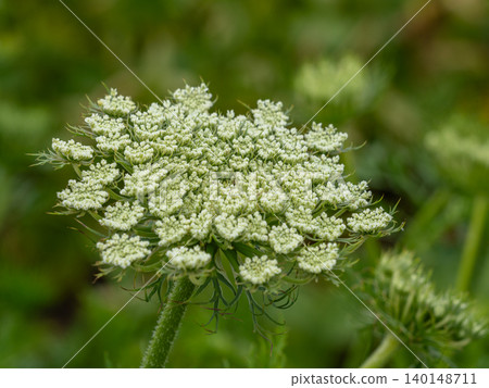 胡蘿蔔花 胡蘿蔔花 140148711