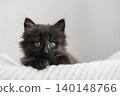 Adorable fluffy black kitten peeking over white knitted blanket. Perfect for pet care, animal adoption or cozy lifestyle commercial themes 140148766