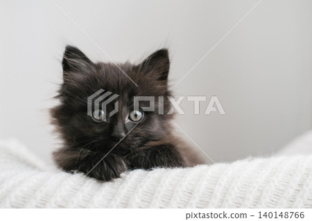 Adorable fluffy black kitten peeking over white knitted blanket. Perfect for pet care, animal adoption or cozy lifestyle commercial themes 140148766