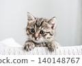 Cute tabby kitten with curious blue eyes peeking over a textured white surface 140148767