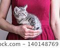 Tiny grey tabby kitten being held against a woman's vibrant red dress. Heartwarming shot perfect for veterinary services, pet adoption and lifestyle advertising 140148769