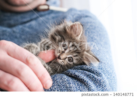 Cute fluffy tabby kitten playfully biting a man's finger while nestled on his arm. Concept of pet bonding, play, care 140148771