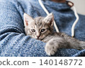 Cute grey tabby kitten is nestled cozily in the crook of person's arm in textured blue knit sweater 140148772