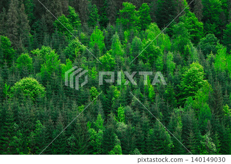 aerial view showcases a dense forest with a variety of trees displaying lush green foliage and varying shades of emerald aerial view showcases a dense forest with a variety of trees displaying lush green foliage and varying shades of emerald 140149030