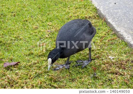 A Eurasian Coot water bird foraging for food on a grassy field A Eurasian Coot water bird foraging for food on a grassy field 140149050