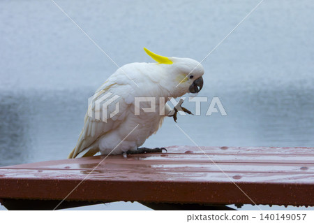 A Sulphur Crested Cockatoo standing on a picnic table in the rain A Sulphur Crested Cockatoo standing on a picnic table in the rain 140149057